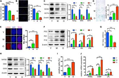 Non-Coding RNAs Steering the Senescence-Related Progress, Properties, and Application of Mesenchymal Stem Cells